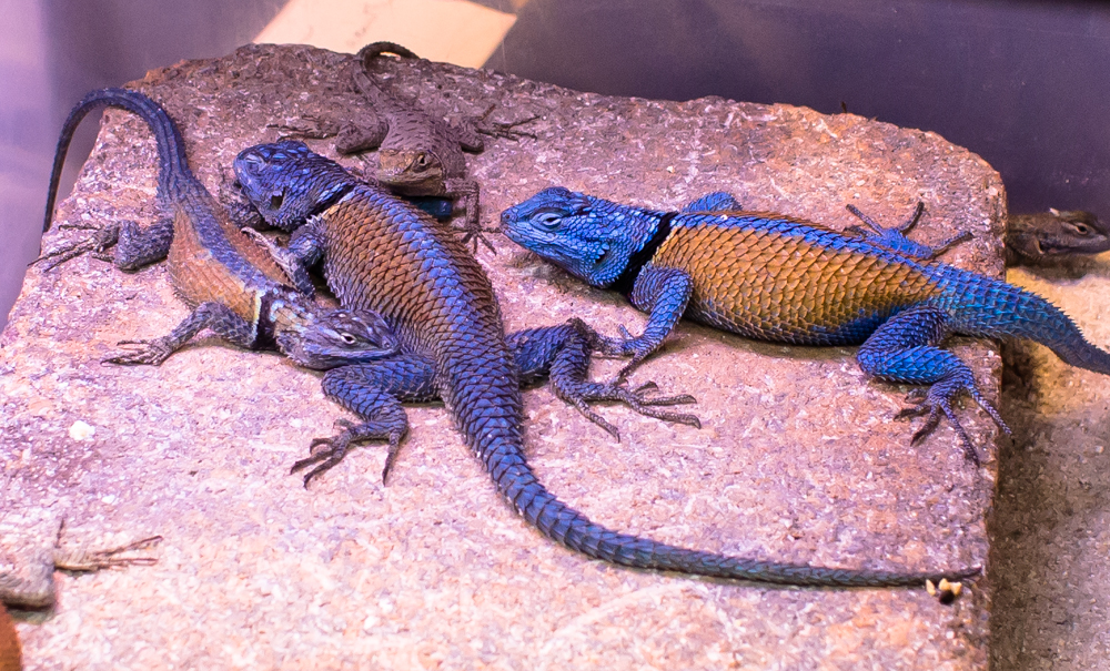 These blue lizards were quite interesting. 